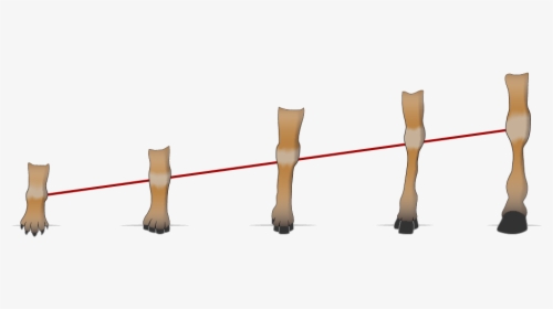 Horse Hooves Over Time - Cat, HD Png Download, Transparent PNG