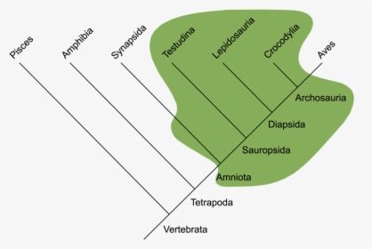 Traditional Reptilia - Evolução Dos Repteis, HD Png Download, Transparent PNG