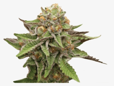 Weed Bud Png, Transparent Png, Transparent PNG