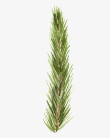 Hand Painted Realistic Pine Branches Transparent Decorative - Redwood, HD Png Download, Transparent PNG