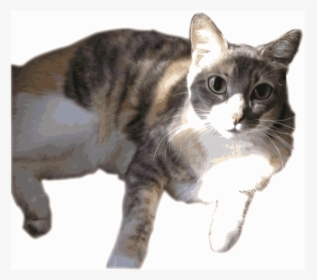 Daphne, The Calico W/ Anime Eyes - Transparent Calico Cat Png, Png Download, Transparent PNG