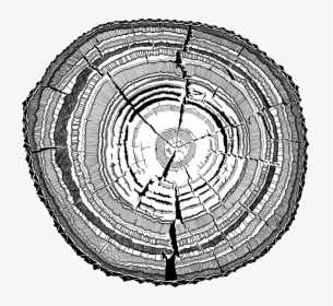 Bark Drawing Mbuti - Black And White Tree Ring Transparent, HD Png Download, Transparent PNG