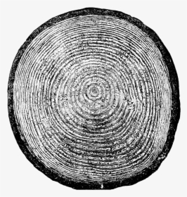 Growth Rings, HD Png Download, Transparent PNG
