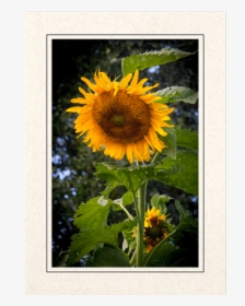 Giant Sunflower - Picture Frame, HD Png Download, Transparent PNG