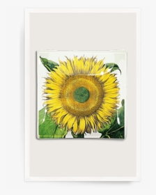 Sunflower No - Botanical Illustration Flos Solis Maior, HD Png Download, Transparent PNG
