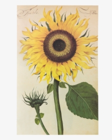 Picture Of Sunflower Flower Plates De Geest - Erbario Girasole, HD Png Download, Transparent PNG
