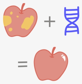 Image Of A Genetically Modified, Rotting Apple That - Genetically Modified Gmo, HD Png Download, Transparent PNG