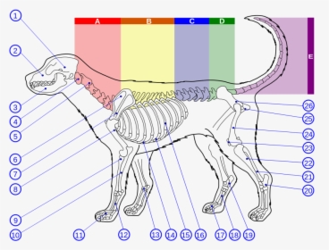 Dog Lumbar Vertebrae Numbers, HD Png Download, Transparent PNG