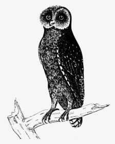 Bay Owl - Line Drawings Of Owls In Tree, HD Png Download, Transparent PNG