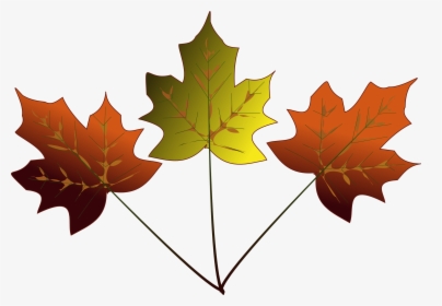 3 Maple Leaves, HD Png Download, Transparent PNG