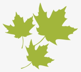 Transparent Maple Leaf Png - Leaf, Png Download, Transparent PNG