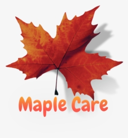 Com Massage Spa In Dubai - Maple Leaf, HD Png Download, Transparent PNG