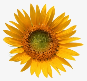 Yellow Sun Flower , Png Download - Girasol Y Abeja Png, Transparent Png, Transparent PNG