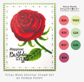 Hybrid Tea Rose, HD Png Download, Transparent PNG