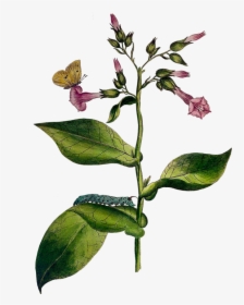 Tobacco Plant - Acianthera Pectinata, HD Png Download, Transparent PNG