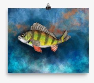 Yellow Perch Fish Color Art Print - Yellow Perch Drawing, HD Png Download, Transparent PNG
