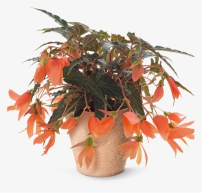 Pac® Begonia Sunbrero Salmon Sold Out - Houseplant, HD Png Download, Transparent PNG