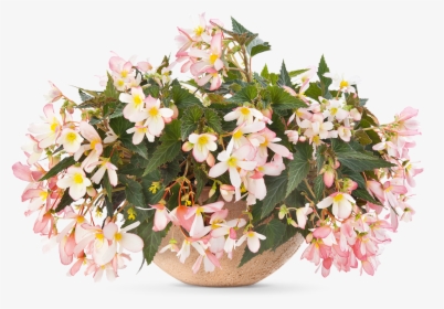Pac® Begonia Sunbrero Soft Pink Sold Out - Begonia, HD Png Download, Transparent PNG