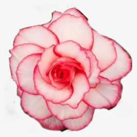 #begonia #rose #belleza #flores🌸 #flor #stile #picsartstickers - Garden Roses, HD Png Download, Transparent PNG