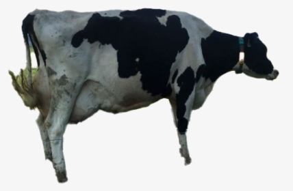 Cow Png Clipart - Dairy Cow, Transparent Png, Transparent PNG
