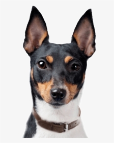 Toy Fox Terrier, HD Png Download, Transparent PNG