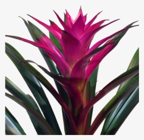 Transparent Potted Plants Png - Bromeliads, Png Download, Transparent PNG