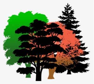 Pine Tree Vector Png, Transparent Png, Transparent PNG