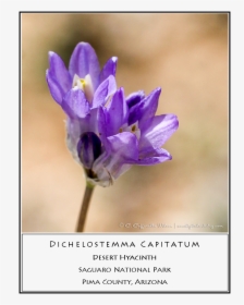 Swft20 Desert Hyacinth - Snow Crocus, HD Png Download, Transparent PNG