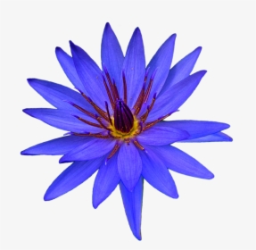 Cactus, HD Png Download, Transparent PNG