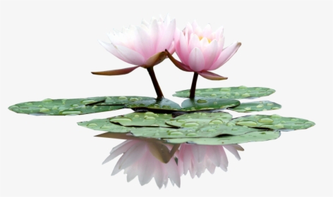 Lily In The Water, Type Pc - Water Lilies Png Drawings, Transparent Png, Transparent PNG