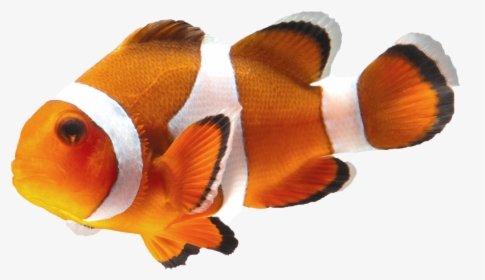 Clown Fish Transparent, HD Png Download, Transparent PNG