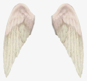 #freetoedit #wings #aesthetic #tumblr #alas - Macro Photography, HD Png Download, Transparent PNG