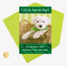 Thinking Of You Puppy Dog St - Companion Dog, HD Png Download, Transparent PNG