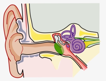 Anatomy Of The Human Ear Blank - Ear Anatomy, HD Png Download, Transparent PNG