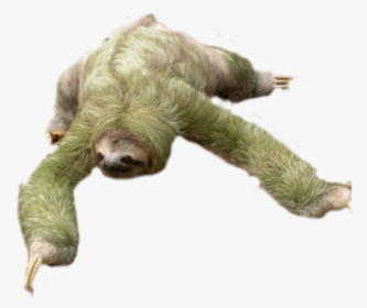 Sloth Png, Transparent Png, Transparent PNG