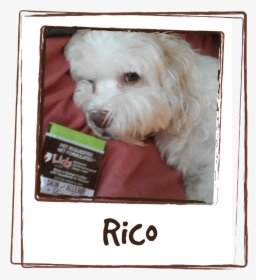 “rico Has Skin Allergy Problem, He At Times Constantly, HD Png Download, Transparent PNG