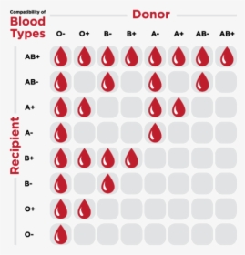 Transparent Blood Drive Png - Blood Type Donation, Png Download, Transparent PNG