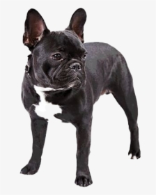 Black French Bulldog Png Free Download - Transparent Background French Bulldog Png, Png Download, Transparent PNG