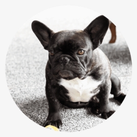 Pug Puppies Perfect Pugs - French Bulldog, HD Png Download, Transparent PNG