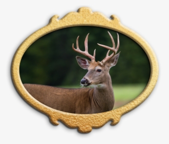 Deer , Png Download - Deer, Transparent Png, Transparent PNG