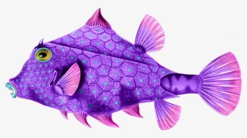 Here Are Some Wonderfully Colorful Sea Creatures To - Ernst Haeckel Fish Art, HD Png Download, Transparent PNG