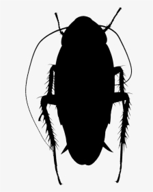 Clip Art Silhouette Insect Membrane - Ground Beetle, HD Png Download, Transparent PNG
