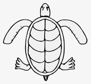 Sea Turtle , Png Download - Kemp's Ridley Sea Turtle, Transparent Png, Transparent PNG