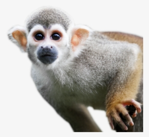 Squirrel Monkey Transparent Background, HD Png Download, Transparent PNG
