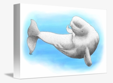 Beluga Whale - Beluga Whale Drawing, HD Png Download, Transparent PNG