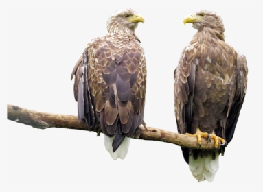 Grootste Roofvogel In Nederland, HD Png Download, Transparent PNG