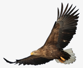 Bald Eagle Bird Hawk - Hawk Png Transparent, Png Download, Transparent PNG
