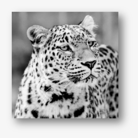 Leopard, HD Png Download, Transparent PNG