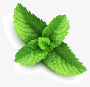Pepermint Png Image - Peppermint Png, Transparent Png, Transparent PNG
