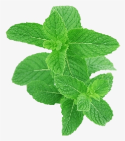 Peppermint, HD Png Download, Transparent PNG